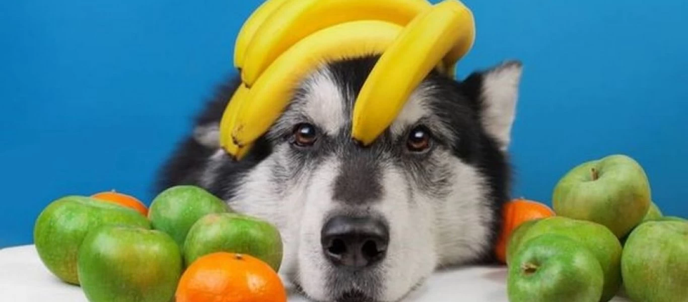 Aυτό είναι το φρούτο που κάνει καλό και σε εσένα αλλά και... στον σκύλο σου